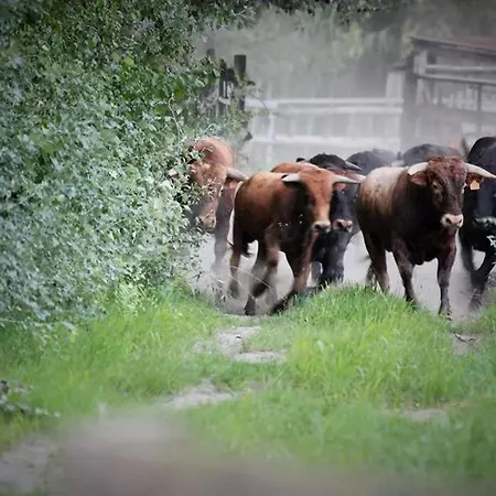 Mas D'auzieres فندق مبيت وإفطار سان جيل